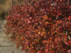 fragrant sumac